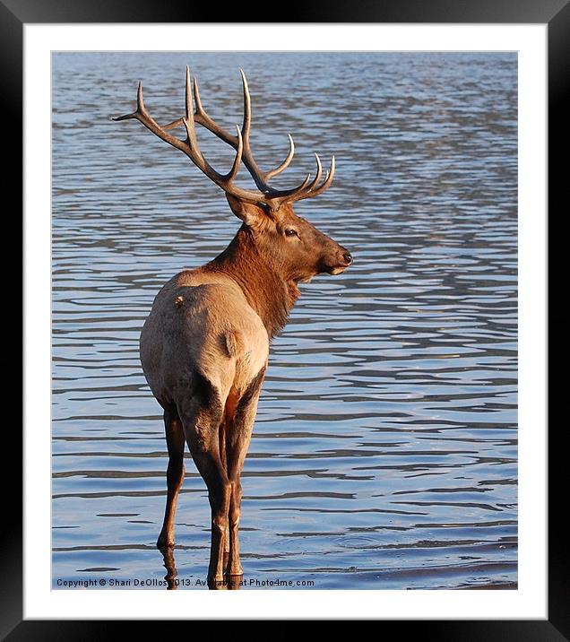 Young Bull Elk 2 Framed Mounted Print by Shari DeOllos