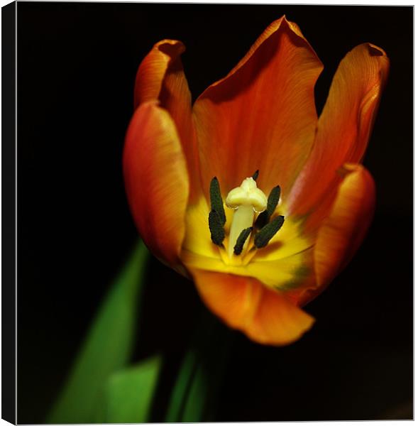 An Open Tulip Canvas Print by Mark Lee