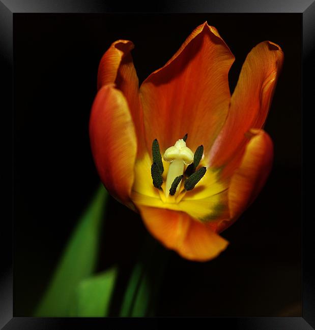 An Open Tulip Framed Print by Mark Lee