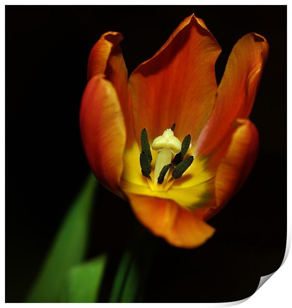 An Open Tulip Print by Mark Lee