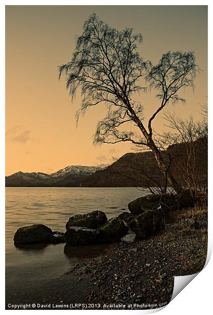 Ullswater Tree - Evening Light Print by David Lewins (LRPS)