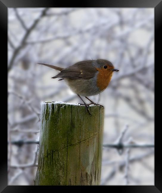 Robin Red Breast Framed Print by Simon West