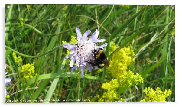 Busy At Work Acrylic by N C Photography