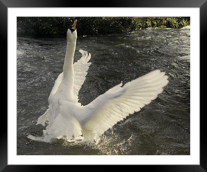 Swan angel Framed Mounted Print by Alan Pickersgill