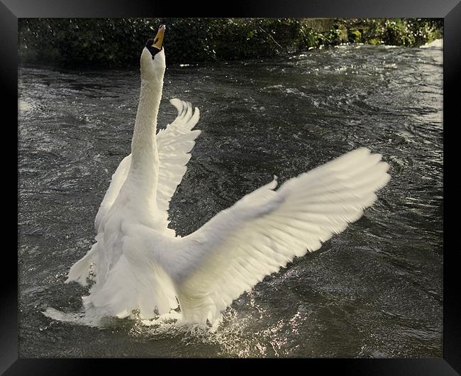 Swan angel Framed Print by Alan Pickersgill