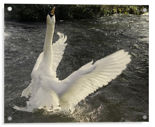 Swan angel Acrylic by Alan Pickersgill