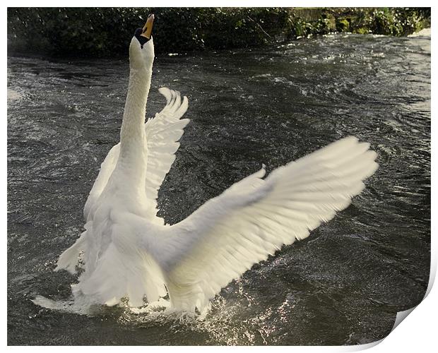 Swan angel Print by Alan Pickersgill