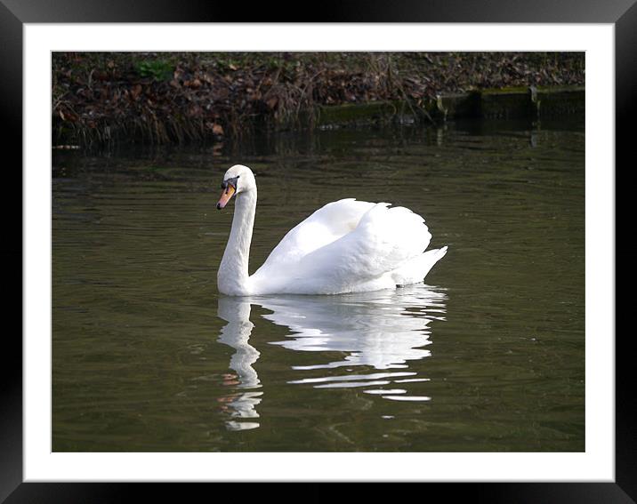 Swan Framed Mounted Print by sharon bennett