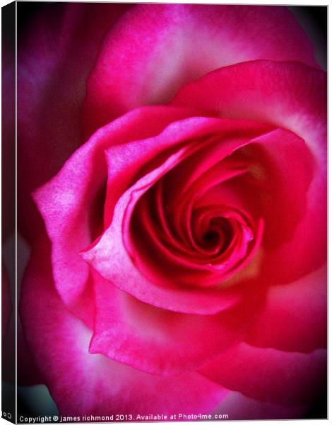 Rose Grandiflora Canvas Print by james richmond