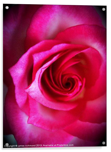 Rose Grandiflora Acrylic by james richmond