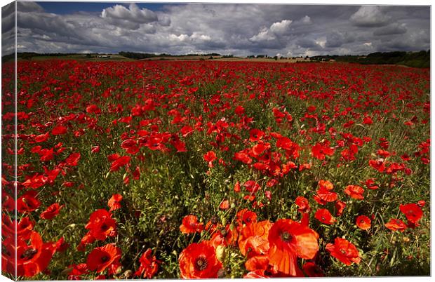 Poppies Canvas Print by Dave Hudspeth Landscape Photography