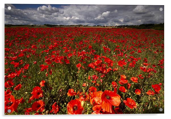 Poppies Acrylic by Dave Hudspeth Landscape Photography