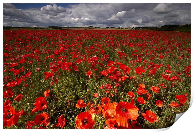 Poppies Print by Dave Hudspeth Landscape Photography