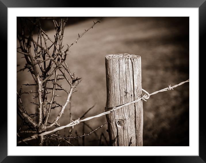 Fence Post Framed Mounted Print by Mark Llewellyn