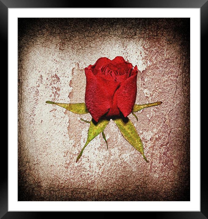 Little red rose... Framed Mounted Print by Nadeesha Jayamanne