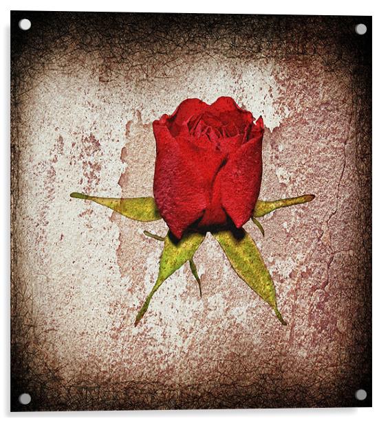 Little red rose... Acrylic by Nadeesha Jayamanne