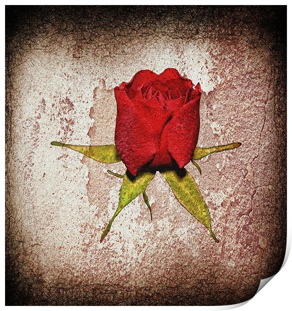 Little red rose... Print by Nadeesha Jayamanne