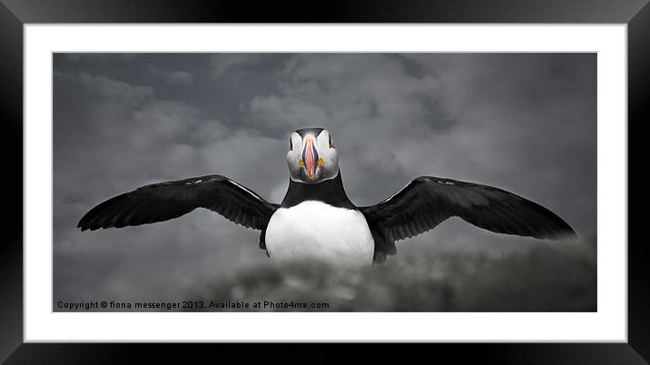 It was THIS BIG! Framed Mounted Print by Fiona Messenger