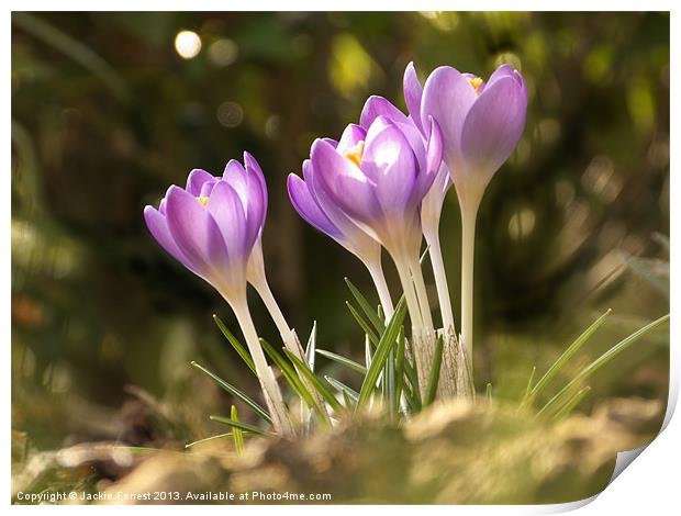 Sunny Crocus Print by Jackie Forrest