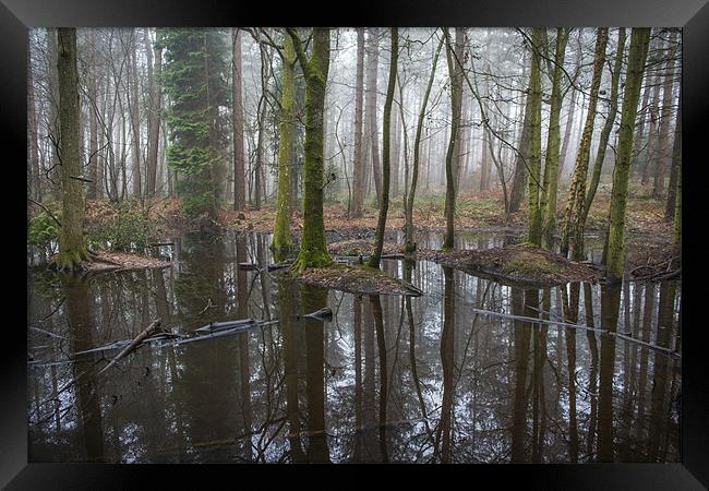 Black Forest Pond Framed Print by Ian Johnston  LRPS