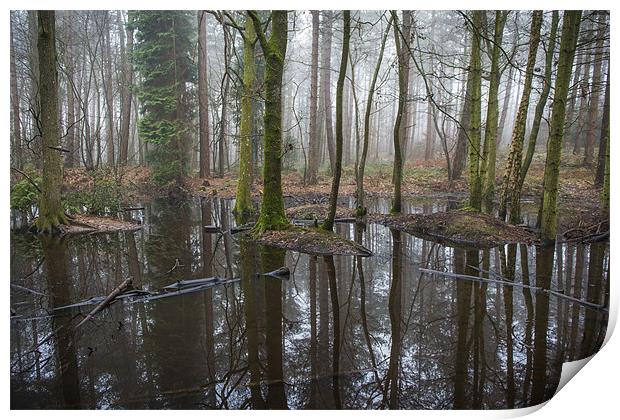 Black Forest Pond Print by Ian Johnston  LRPS