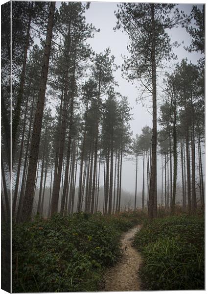 Path through the Trees Canvas Print by Ian Johnston  LRPS