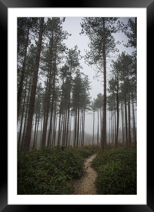 Path through the Trees Framed Mounted Print by Ian Johnston  LRPS