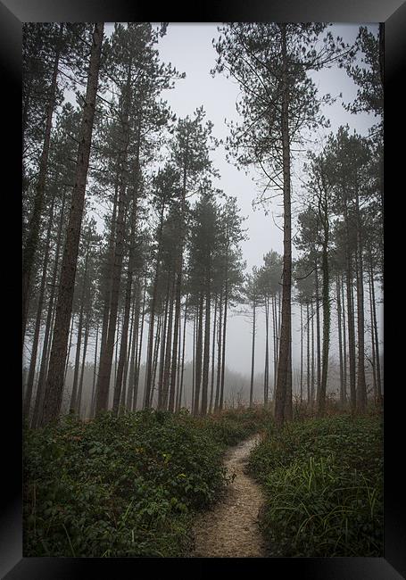 Path through the Trees Framed Print by Ian Johnston  LRPS