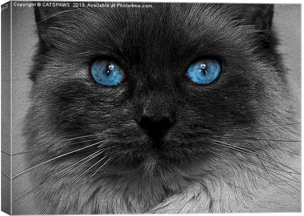 CATTURE Canvas Print by CATSPAWS 