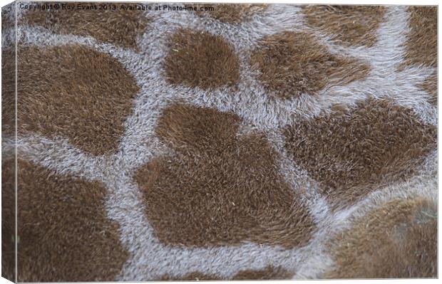 Giraffe Skin Canvas Print by Roy Evans