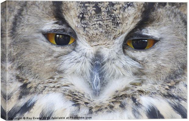 Wise Owl eyes Canvas Print by Roy Evans