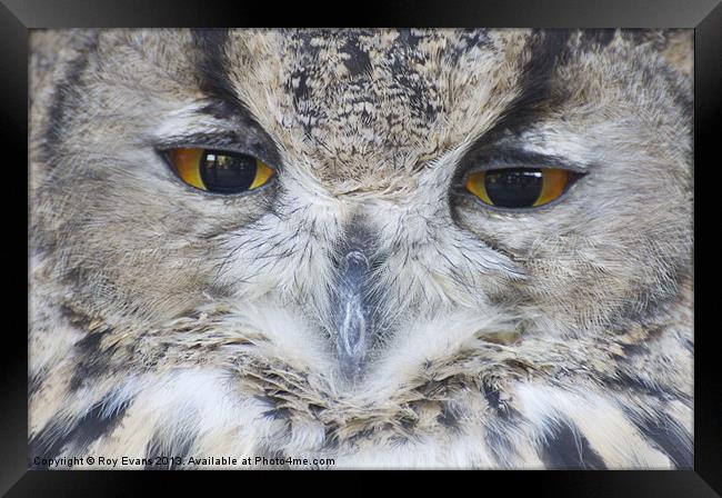 Wise Owl eyes Framed Print by Roy Evans