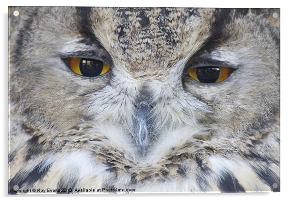 Wise Owl eyes Acrylic by Roy Evans