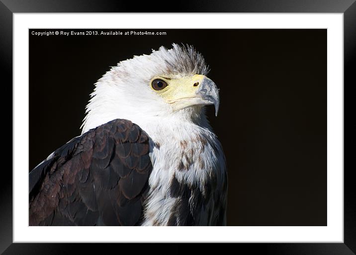 Eagle portrait Framed Mounted Print by Roy Evans