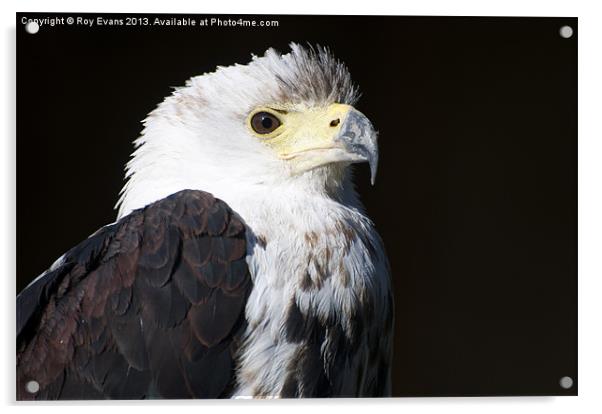 Eagle portrait Acrylic by Roy Evans