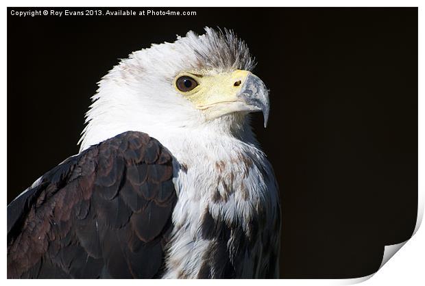 Eagle portrait Print by Roy Evans