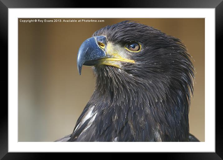Sharp eyed birds of prey Framed Mounted Print by Roy Evans