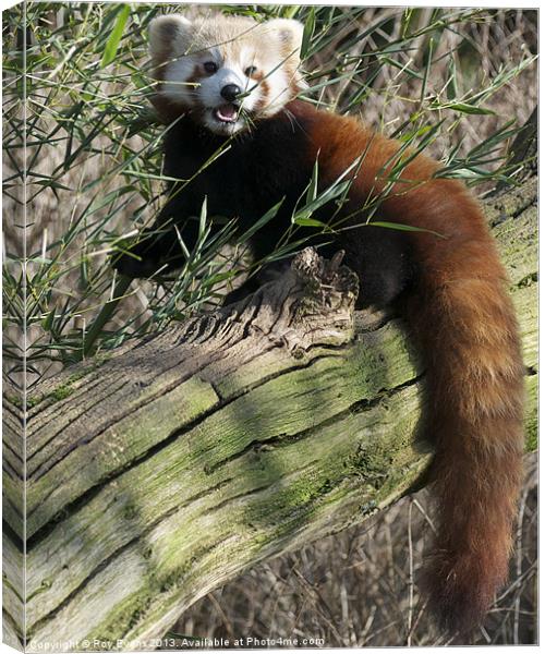 Red panda eating Canvas Print by Roy Evans