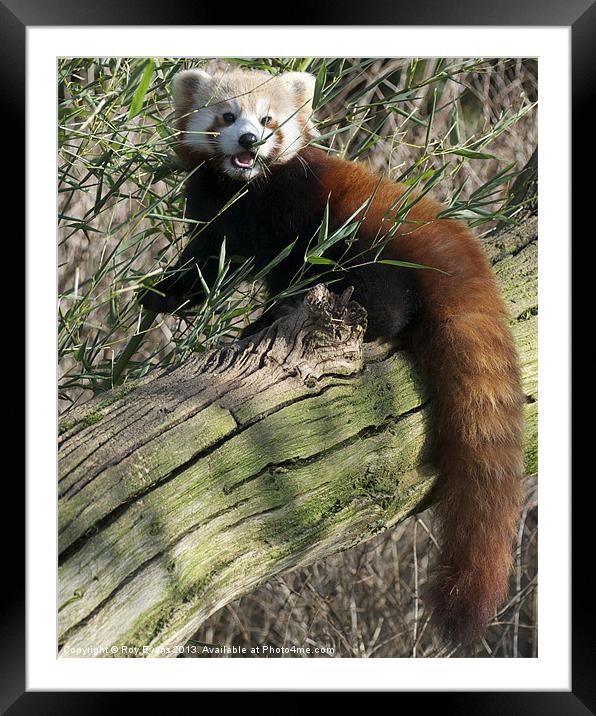 Red panda eating Framed Mounted Print by Roy Evans