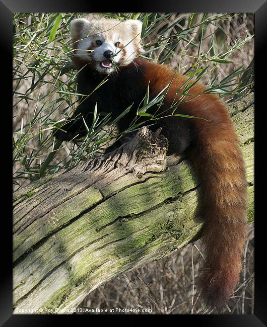 Red panda eating Framed Print by Roy Evans