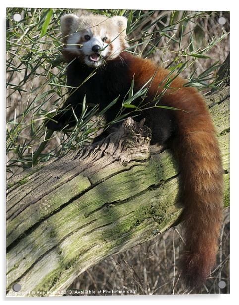 Red panda eating Acrylic by Roy Evans