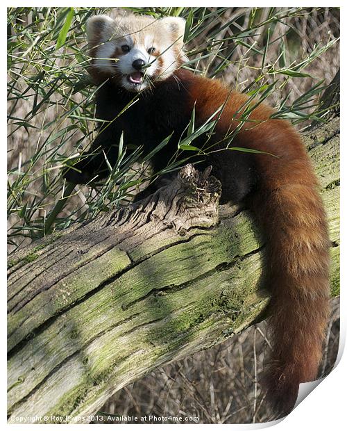 Red panda eating Print by Roy Evans
