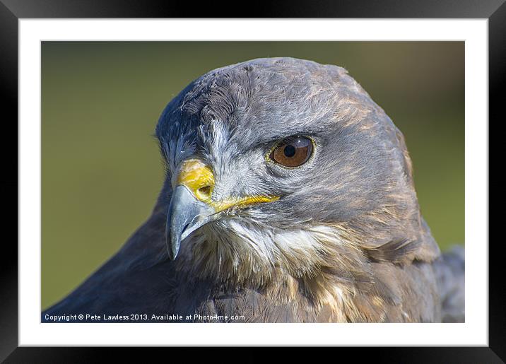 Common Buzzard (Buteo buteo) Framed Mounted Print by Pete Lawless