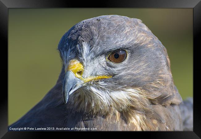Common Buzzard (Buteo buteo) Framed Print by Pete Lawless