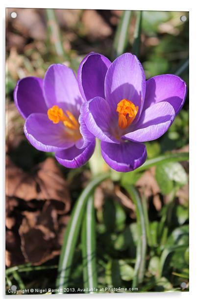 Crocus speciosus Section Nudiscapus, Series Specio Acrylic by Nigel Barrett Canvas