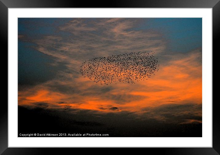 FLOCK INTO THE SUNSET Framed Mounted Print by David Atkinson