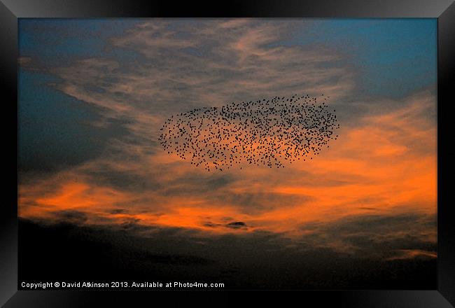 FLOCK INTO THE SUNSET Framed Print by David Atkinson