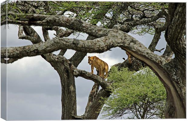 Lion up a tree Canvas Print by Tony Murtagh