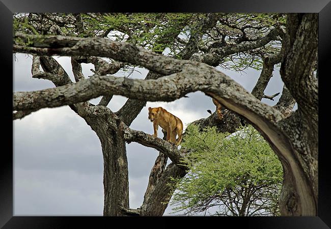 Lion up a tree Framed Print by Tony Murtagh