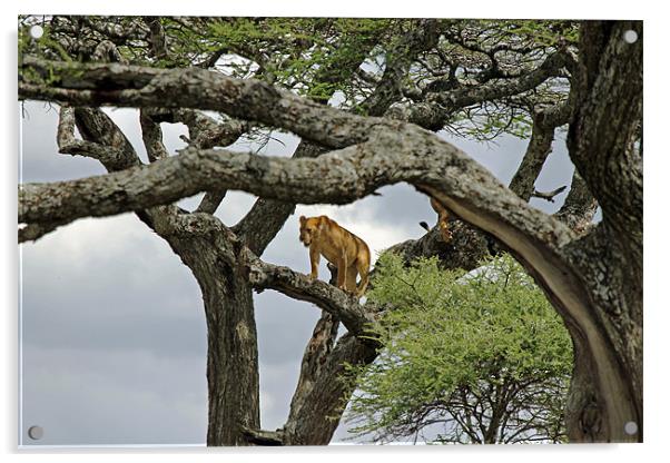 Lion up a tree Acrylic by Tony Murtagh